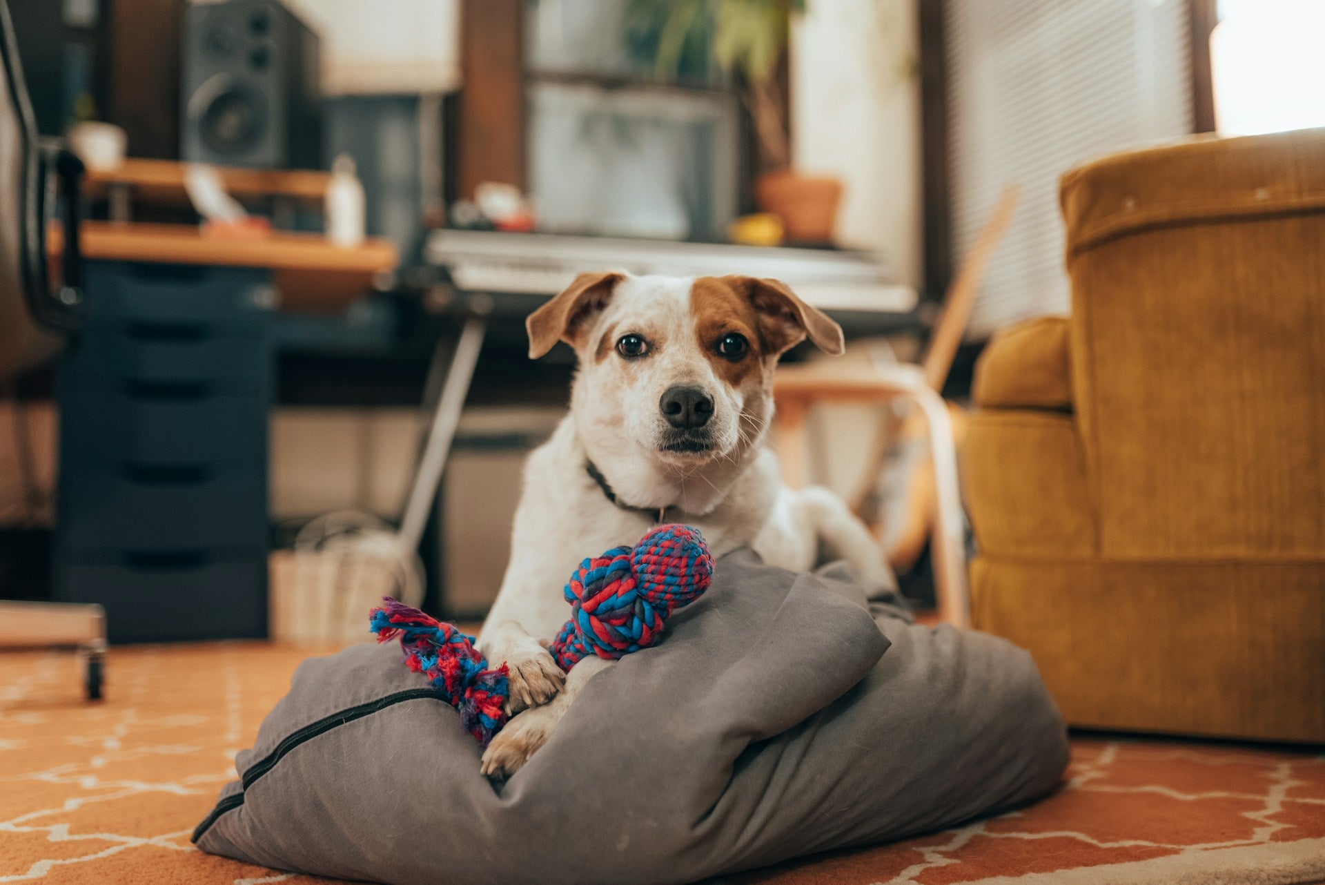 Toys & Play