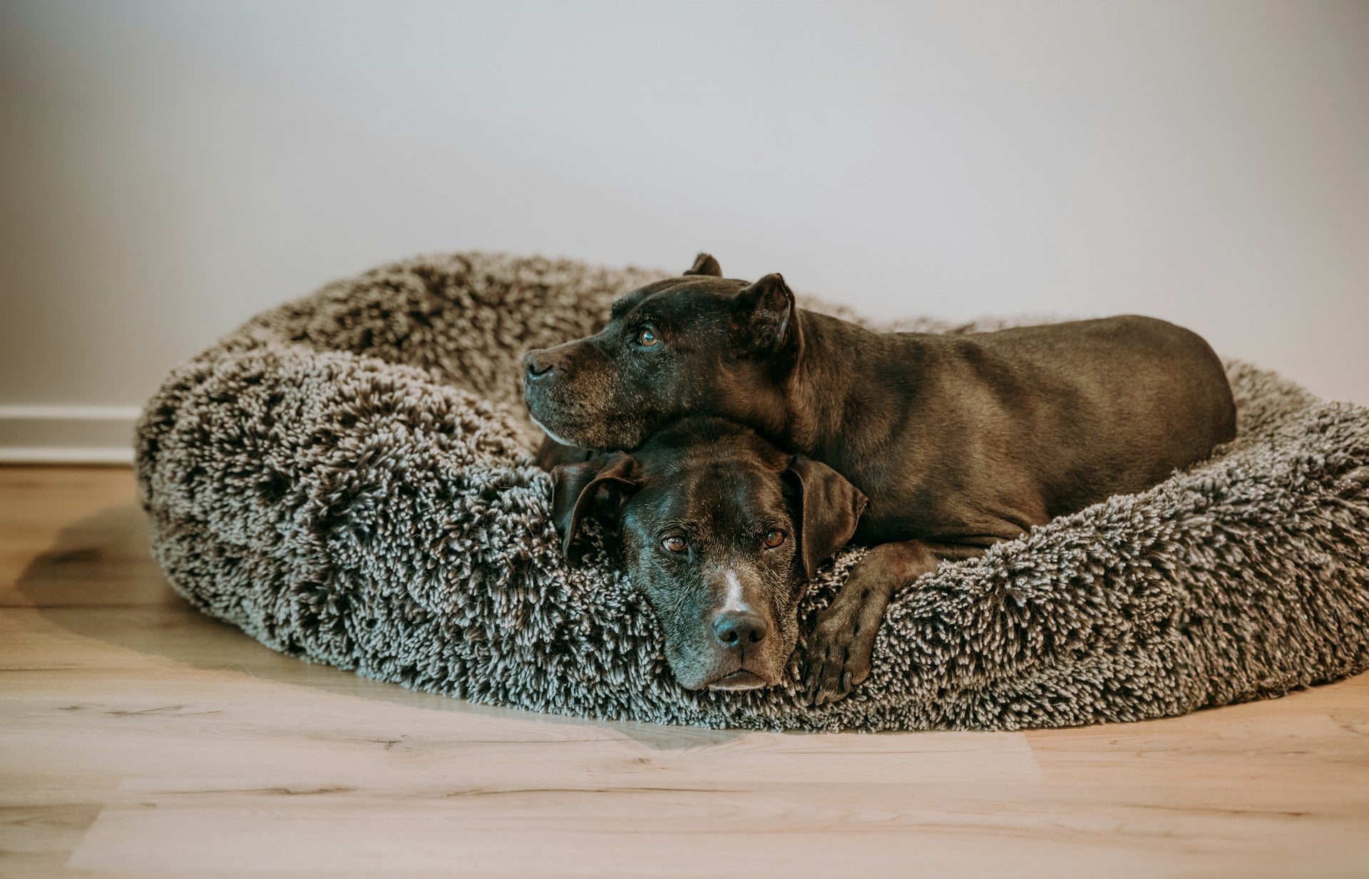 Beds & Comfort